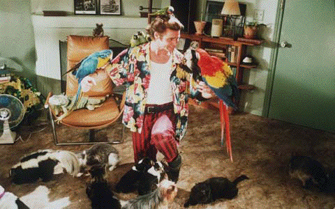 aceventura2.gif