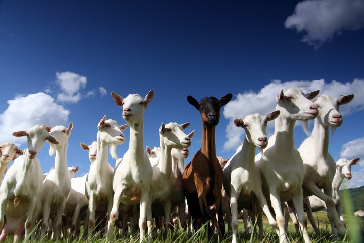 goat-supplements.jpg