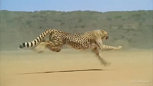 F4pYZOu.gif
