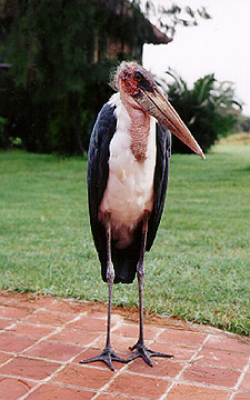 stork.jpeg