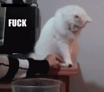 Fuck-everything-cat.gif