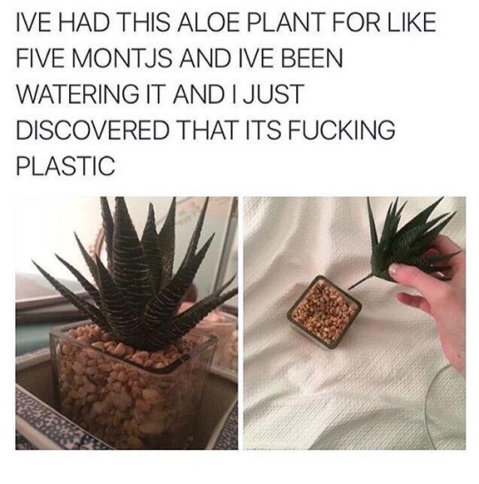 tumblr_o1nd8nC5to1qjnhqgo1_540.jpg