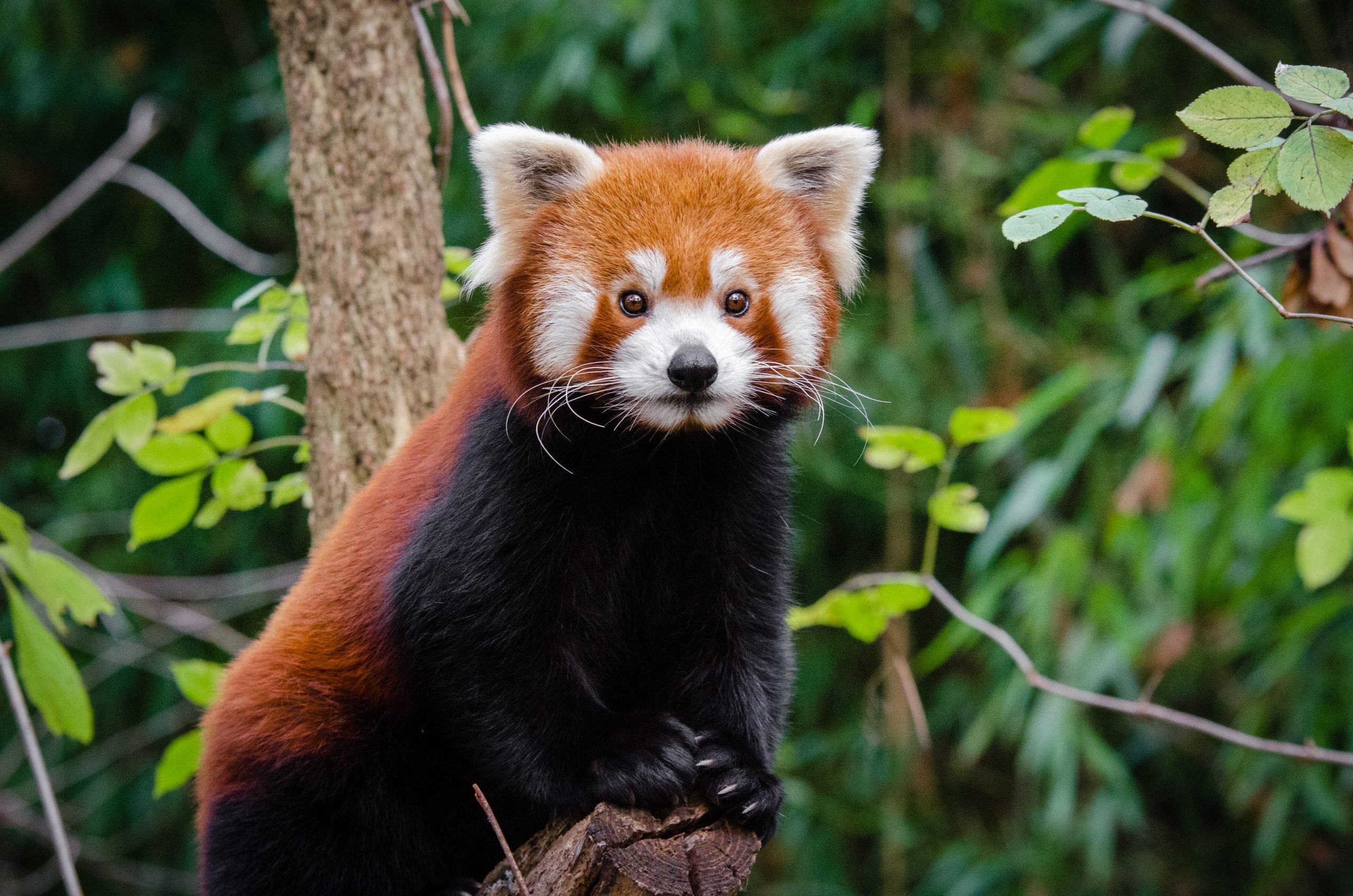 red_panda_29-scaled.jpg