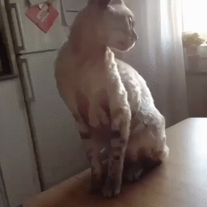 stop-bitch-030915.gif
