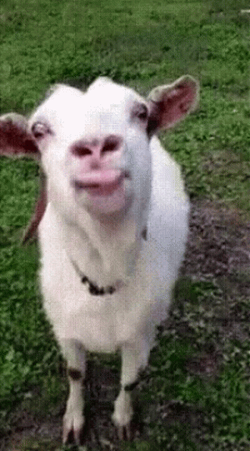 goat-licking.gif