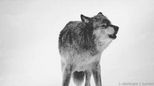 a4239487938c5b1daa7615c657f2bf89.gif