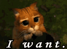 cat-adorable.gif