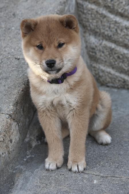 Hachi.jpg