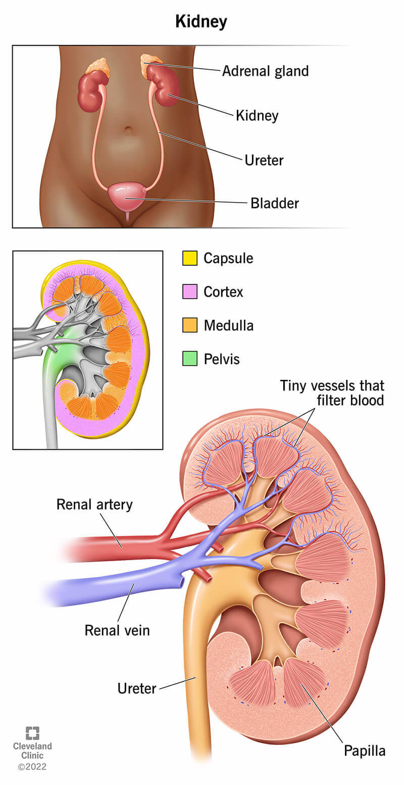 my.clevelandclinic.org