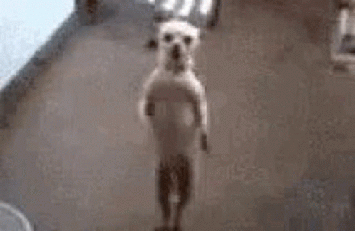 content-pas.gif