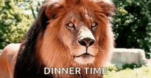 hungry-lion-licking-lips.gif