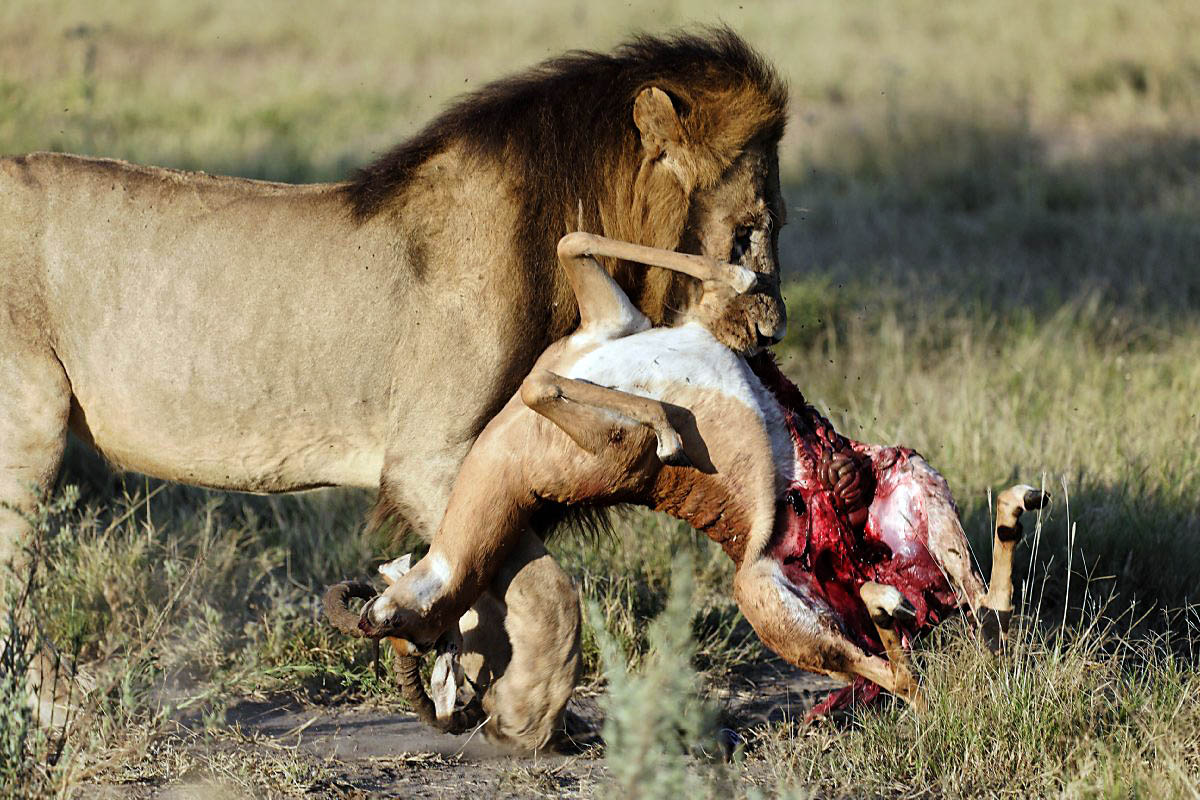 lion%20carrying%20impala.jpg