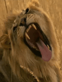 lion-roar.gif