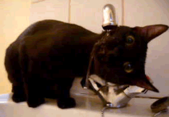 thirsty-kitteh.gif