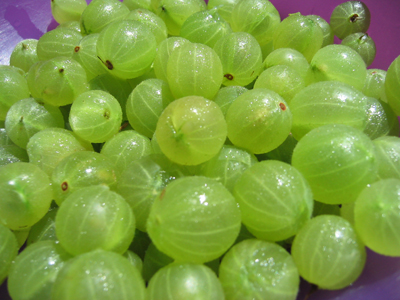 gooseberries.jpg