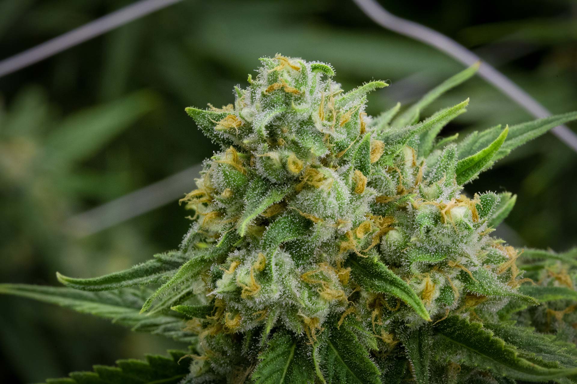 lightshade-green-crack-strain-2.jpg