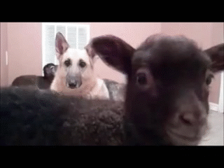 WoVu0O.gif