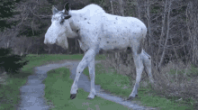 moose-white.gif