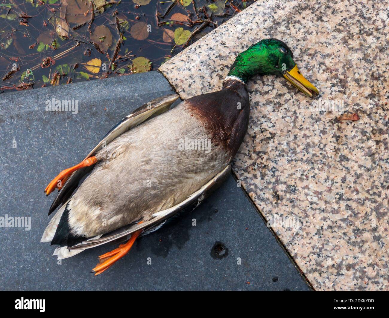 dead-duck-on-marble-border-2DXKYDD.jpg