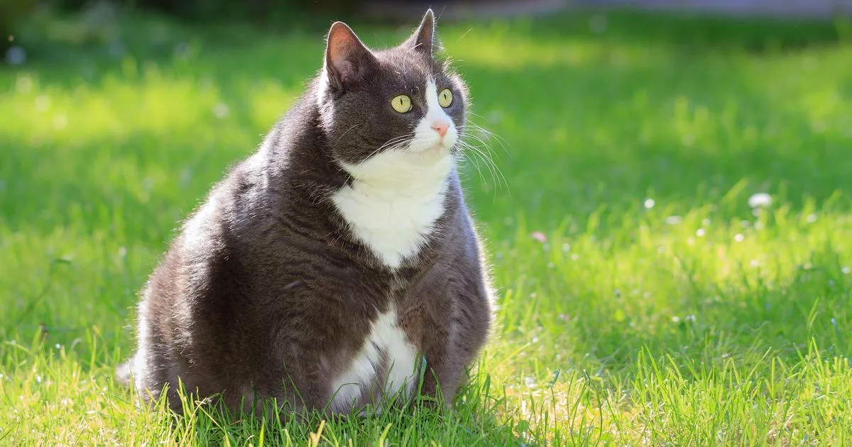 plus-sized-cutie.jpg