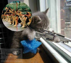 sunna_funny_cat_jpg_w300h267.jpg