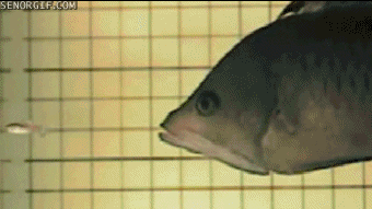 DGBtriggerfish.gif