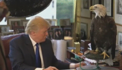 tumblr_nz43dqVWhO1tsf68ao1_400.gif