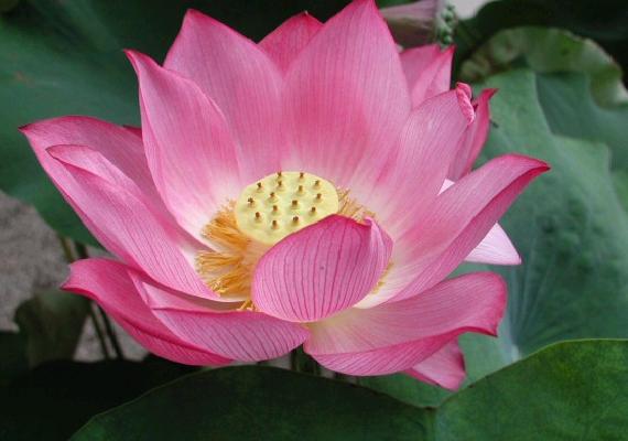 lotus-flower-13.jpg