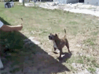 giphy.gif