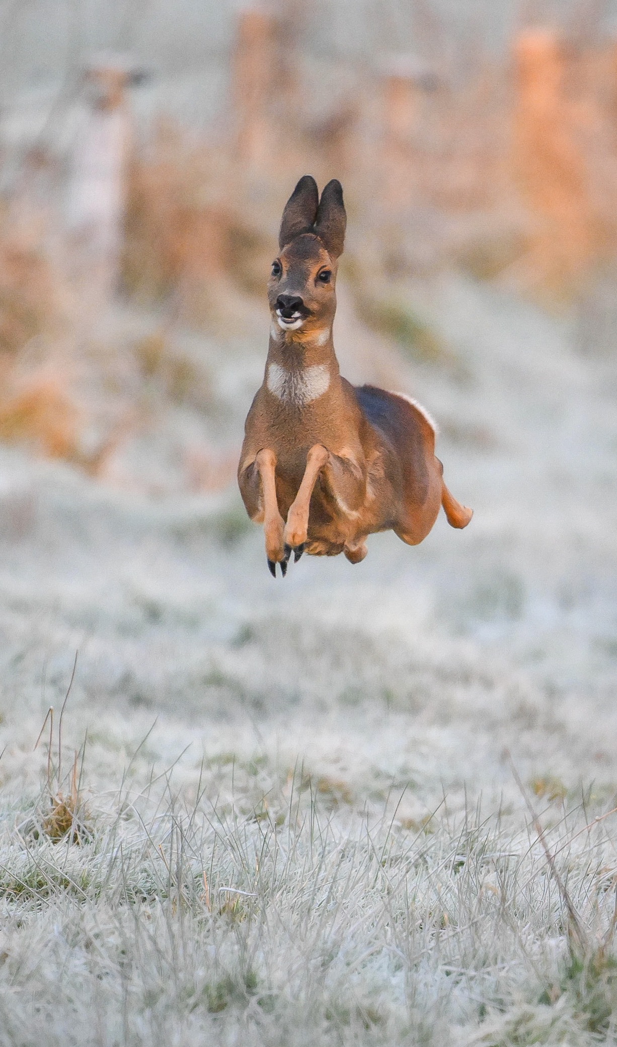 Jeremy-Duvekot_Happy-deer.jpg
