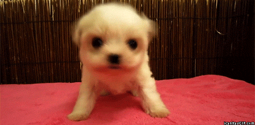 tumblr_mgs3jd2Qaj1s3d1b4o1_500.gif