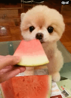 tumblr_mpueqy0KBq1r5c792o1_250.gif