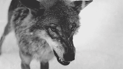 tumblr_ml5xt0znjh1r0y8j6o1_500.gif