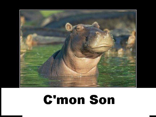 skeptical_hippo1.jpg