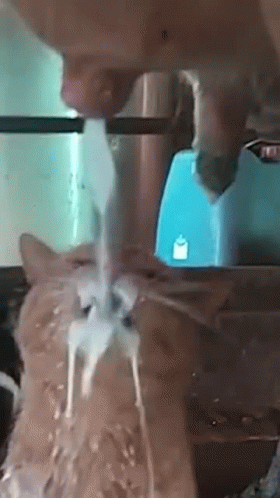 cat-milk.gif