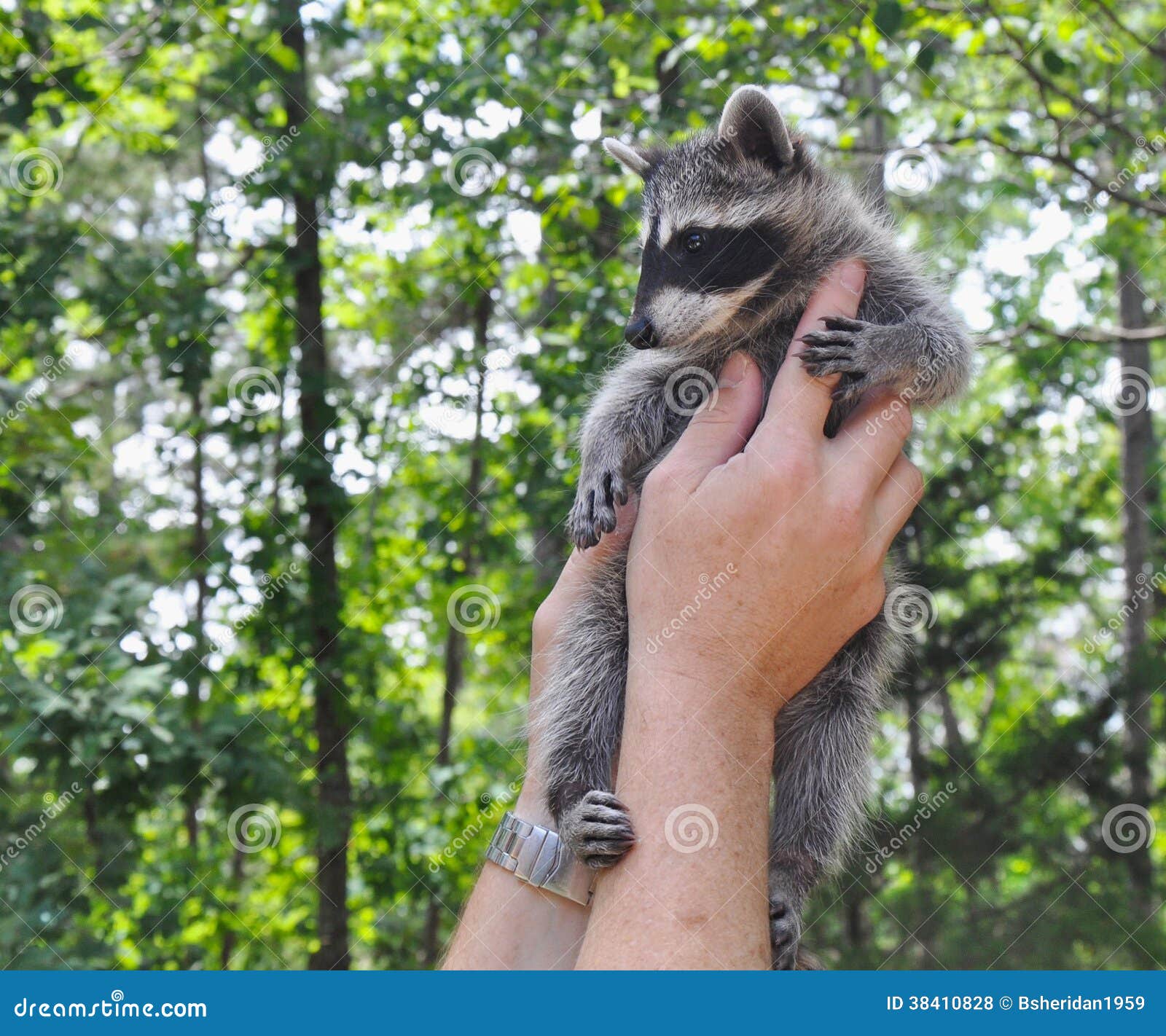holding-baby-raccoon-38410828.jpg