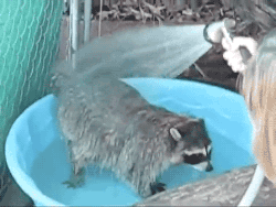 tumblr_nqt8cwXhUm1s02vreo2_250.gif