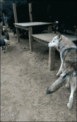 tumblr_nhma50Mzsc1sjq0vho1_250.gif