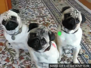 pug-head-tilt-o.gif