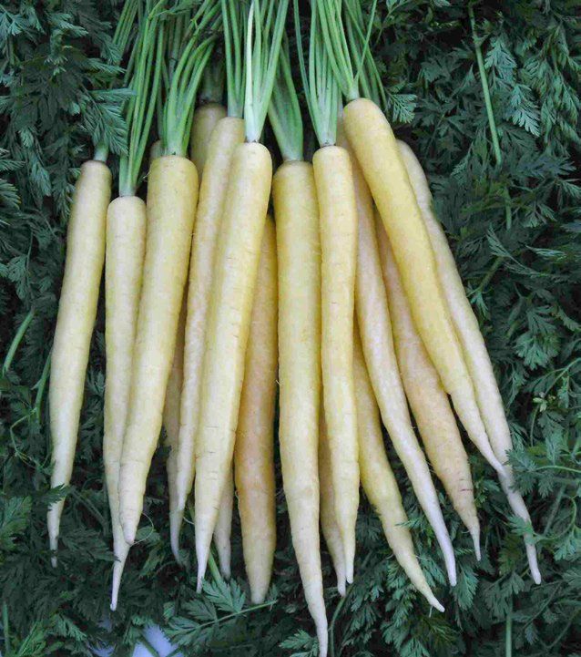 451e7ac69fc27c41db4a3e3ae368c12e--creme-carrot-seeds.jpg