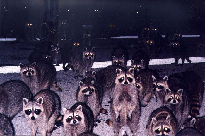 lots-of-racoons.jpg
