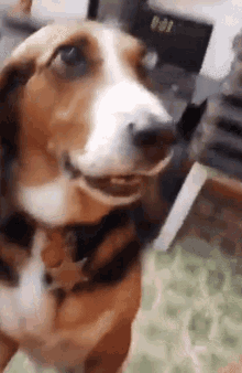dog-paw-paw.gif