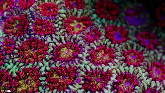 4647978A00000578-5075493-image-a-69_1510522754120.jpg