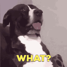 dog-huh.gif