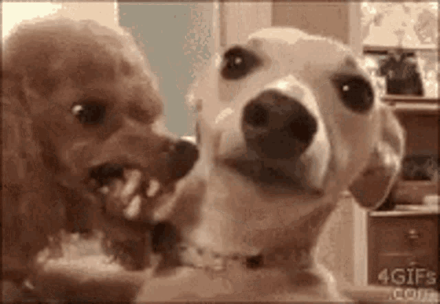 more-dog.gif