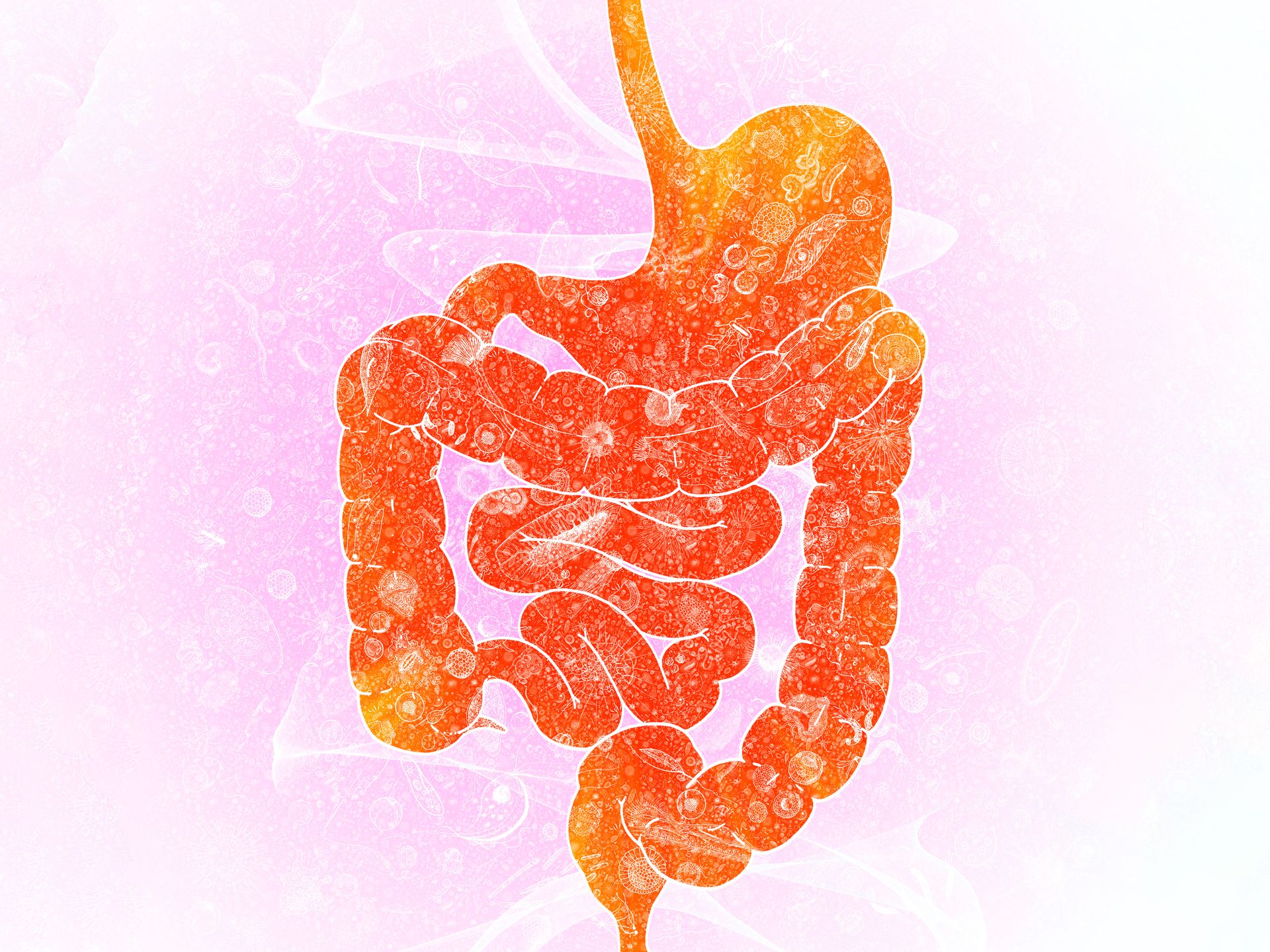 gut-health.jpeg