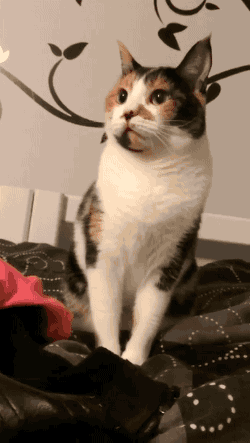 tumblr_o78ax3J3rk1s02vreo1_400.gif