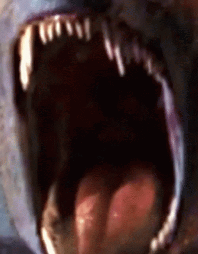 tenor.gif
