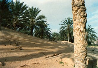 TUN%20Gabes%20oasis%20sand-dunes.jpg