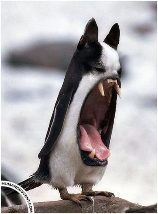 Random-Photoshopped-Pictures-006.jpg